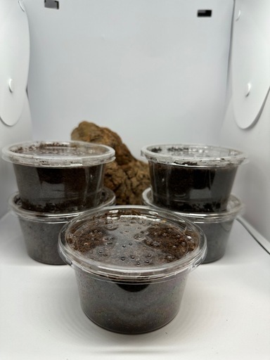 カブトムシ【早い者勝ち❗️】ヘラクレスオオカブト幼虫×5（クワガタ　カブトムシ専門）