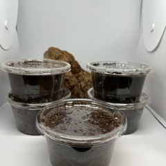 カブトムシ【早い者勝ち❗️】ヘラクレスオオカブト幼虫×5（クワガ...