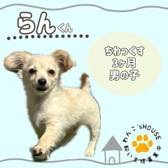 ちわっくすのらんちゃん🌷