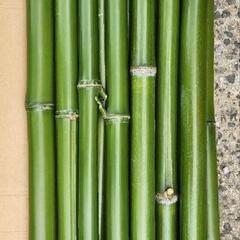 竹　園芸　支柱　流しそうめん　工作　DIY　材料