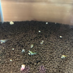 ヌマエビの画像