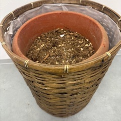 ガーデニング鉢植えの画像