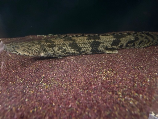 ダトニオプラスワン　エンドリーケリー ペア