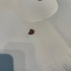 ロトトクッション　くま柄
の画像