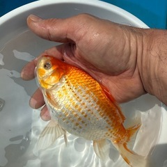 ジャンボ獅子頭 3歳 27センチ メス #金魚、オランダ、らんちゅう