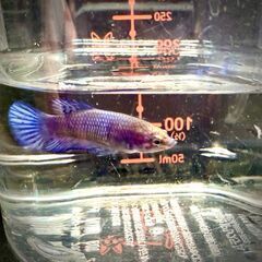 交渉中【熱帯魚】ベタ　幼魚　2cm+