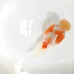 更紗　高頭パール