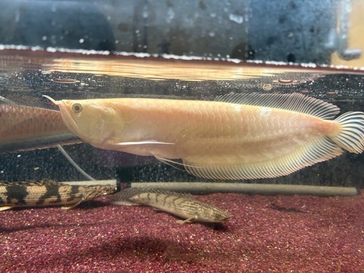 アルビノシルバーアロワナ　ショート