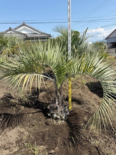 激安本物 ココスヤシシルバーリーフ高さ130cm 幹回り50cm 幹高110cm (k2 その他観葉植物