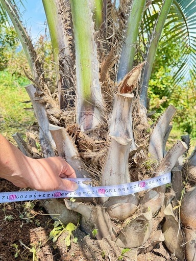 ココスヤシ　双子株立シルバーリーフ 【配送・植え込み対応OK！引き取りも大歓迎】 ココスヤシ双子株立シルバーリーフ 【配送・植え込み対応OK！引き取り