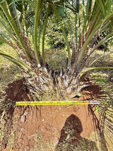 ココスヤシ 双子株立 シルバーリーフ 【現地で引き取りもしくは