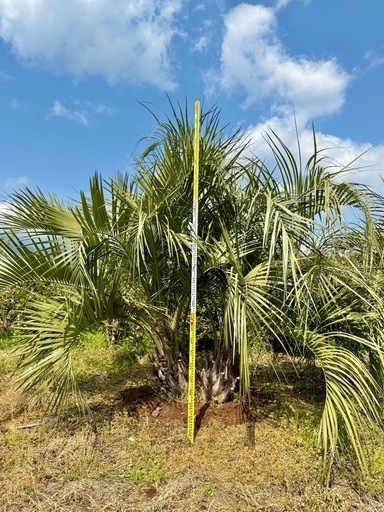 ココスヤシ 双子株立 シルバーリーフ 【現地で引き取りもしくは近場