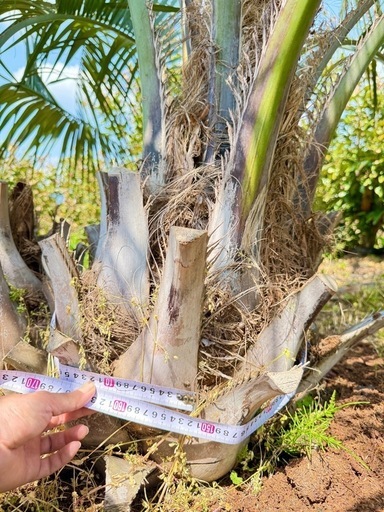 ココスヤシ　双子株立シルバーリーフ 【配送・植え込み対応OK！引き取りも大歓迎】 ココスヤシ 双子株立 シルバーリーフ 【現地で引き取りもしくは