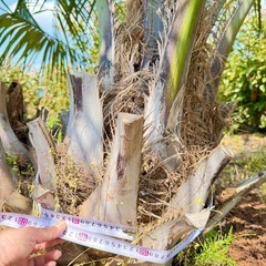 ココスヤシ 双子株立 シルバーリーフ 【現地で引き取りもしくは近場