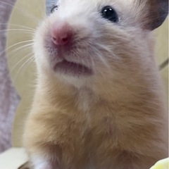 【🐹キンクマ🐹】2,480円
