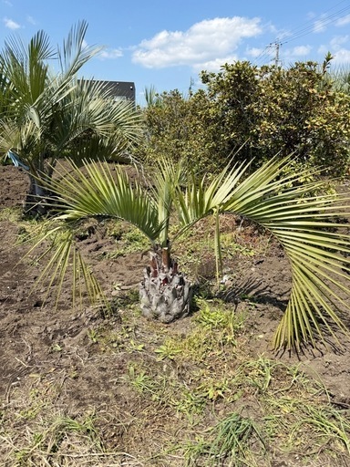 【珍しい】ココスヤシシルバーリーフ高さ90cm 幹回り93cm 幹高40cm