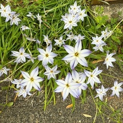 ハナニラ 可愛いお花 花の苗 ガーデニング 花苗の画像