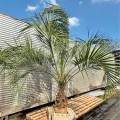ココスヤシ　シルバーリーフ　高さ260cm 幹回り100cm 幹...
