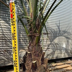 ココスヤシシルバーリーフ高さ260cm 幹回り100cm 幹高50〜60cm