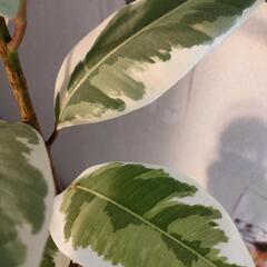 　インテリア　観葉植物　フィカス　ティネケ　4号　60cm