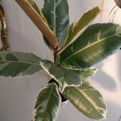 　インテリア　観葉植物　フィカス　ティネケ　6号　60cmの画像