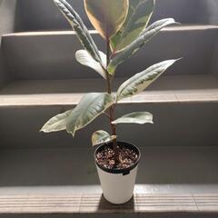 　インテリア　観葉植物　フィカス　ティネケ　6号　60cmの画像