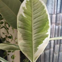 　インテリア　観葉植物　フィカス　ティネケ　6号　60cmの画像