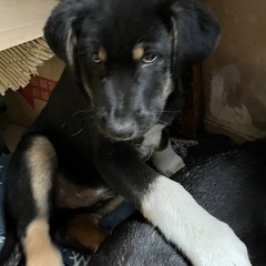 1/7産まれ　男の子　（沢山の応募ありがとうございます一旦中止にさせていただきます） - 西条市