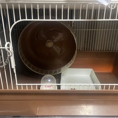 ハリネズミちゃん飼育セット
