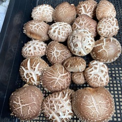 原木椎茸　生椎茸　小ぶり　
本日収穫　お一人様