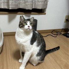 少しビビリのキジシロイケメン