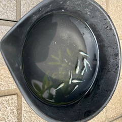 メダカ(幹之)