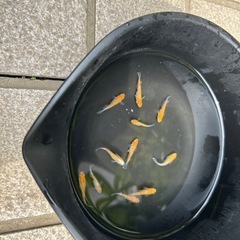 メダカ(楊貴妃)