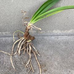 アガパンサスの株分け苗