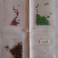 富原製茶　野菜の種　小松菜　春菊　葉大根　ほうれん草　ホウレンソ...