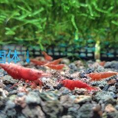 ミナミヌマエビ×チェリーシュリンプの稚エビ10匹の画像