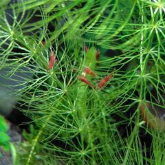 ミナミヌマエビ×チェリーシュリンプの稚エビ10匹の画像