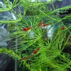 ミナミヌマエビ×チェリーシュリンプの稚エビ10匹の画像