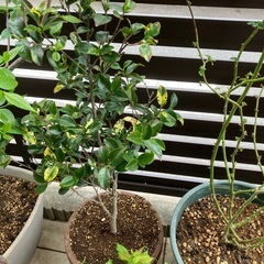 山茶花　花御堂
