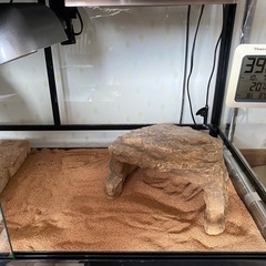 REPTI WILD 爬虫類ゲージ　フルセット　　の画像