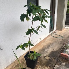 コーヒーの木　150cm！