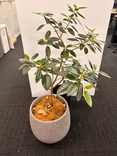 観葉植物とおしゃれな容器