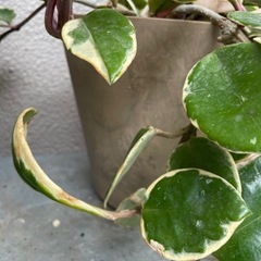 アートストーン植木鉢ポットベージュブラウンの画像