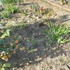 花壇土