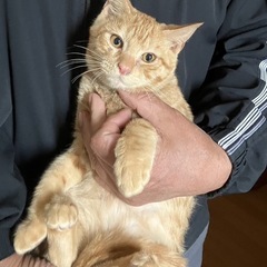 手術済み茶トラ男の子①里親さん決定！ - 猫