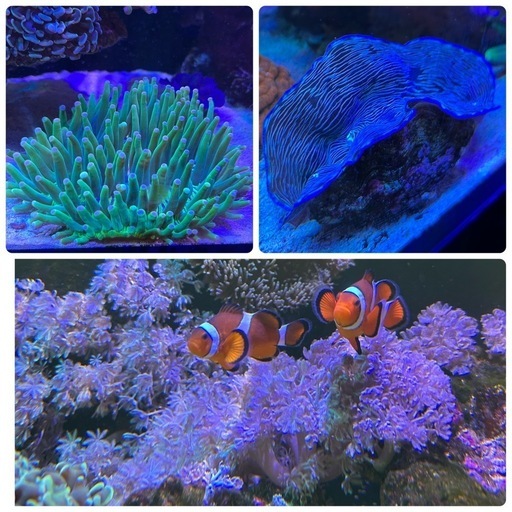 サンゴ14点おまとめ/ナガレハナ、ミドリイシ、キッカサンゴ、クサビライシなど サンゴ14点おまとめ/ナガレハナ、ミドリイシ、キッカサンゴ