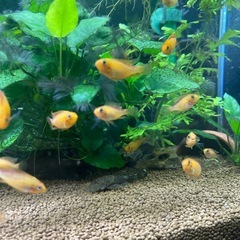 アピストグラマFR メスの画像