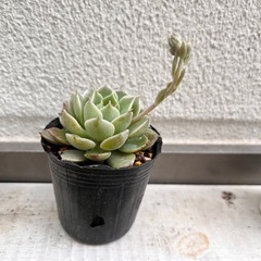 多肉植物　マーガレットレッピンの画像