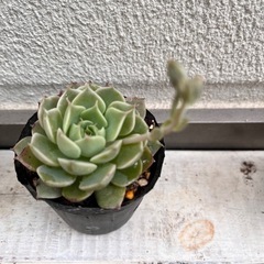 多肉植物　マーガレットレッピン