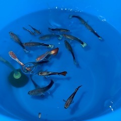 熱帯魚、グッピー
の画像